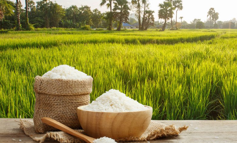 Improving water productivity vital for sustainable rice production