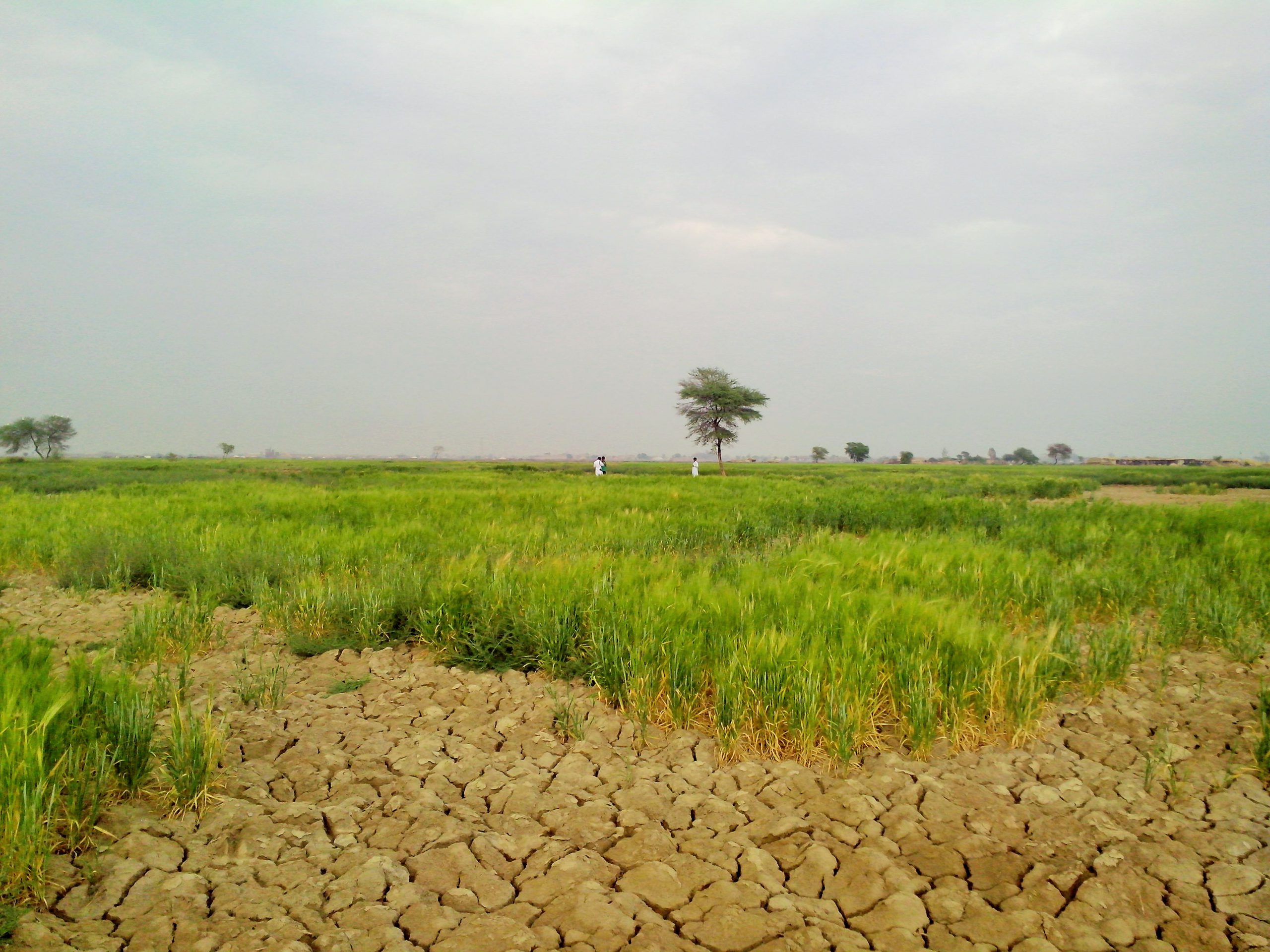 Agricultural challenges: Declining soil fertility threatens crop production